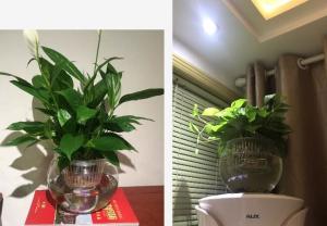 Water Culture Hydroponic Plant Glass Transparent Glass Vase