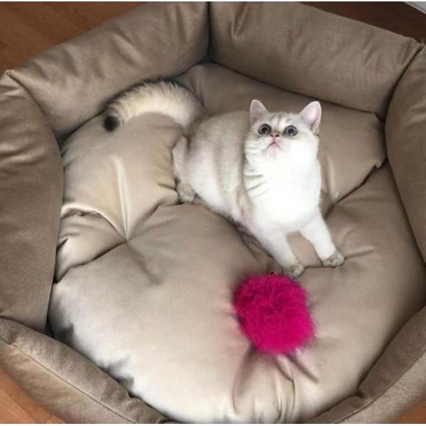 French Bulldog Puppy Calming Pet Bed With Removable Cover Hypoallergenic Fiberfill