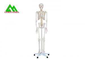 China Life Size Medical Anatomical Human Skeleton Model 97 X 45.5 X 28cm on sale