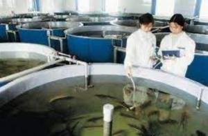 Cheap Corrosion Resistance Fiberglass Fish Tank for sale
