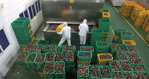 Home Goods Multi-Purpose Plastic Basket for Storing Fruits and Vegetables Efficiently