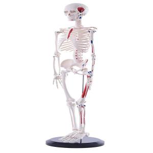 China Full Body 85cm Small Human Skeleton Model With Painted Muscles on sale