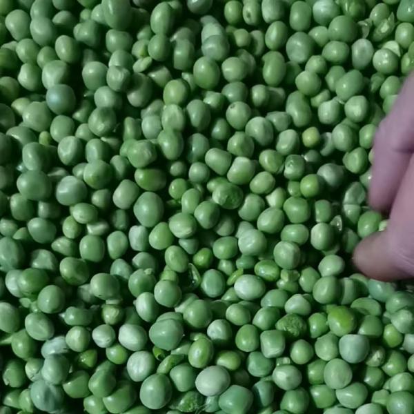 Small Pea Sheller, Pea Shelling Machine,Pea Peeling Machine, Pea Huller