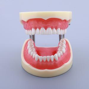Cheap Waxless Medical Simulation Pvc Anatomical Human Tooth Model for sale