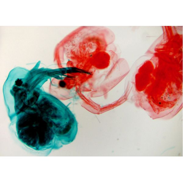 USB 3.0 CCD Camera Microscope Biological C Mount Microscope Camera