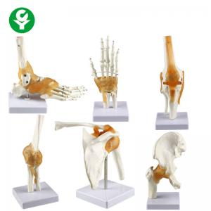 China Full Size Human Joints Model / Shoulder Elbow Hip Knee Foot Hand Joint Model Bone on sale