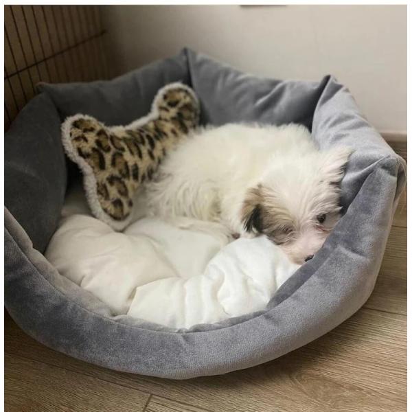 French Bulldog Puppy Calming Pet Bed With Removable Cover Hypoallergenic Fiberfill