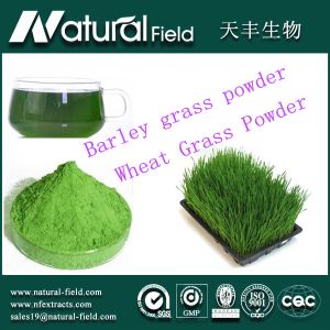 China 25:1organic barley grass juice powder on sale