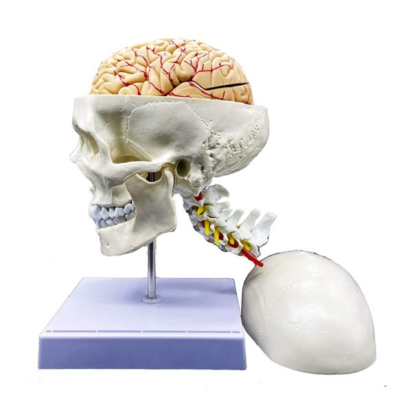 Science Display Human Skull Anatomy Model With Brain And Cervical Vertebra