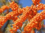 Sea buckthorn Pulp Oil natural health product for food GMP factory produce