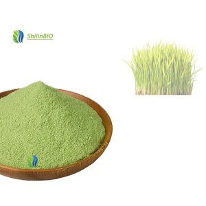 Barley Leaf Juice Powder Green Barley Grass Juice Powder Food Wine Leaf Extract