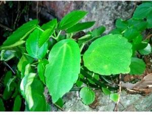 Cheap Bulk herb for sale Pilea cavaleriei H Lév traditional chinese herb online store Shi you cai for sale