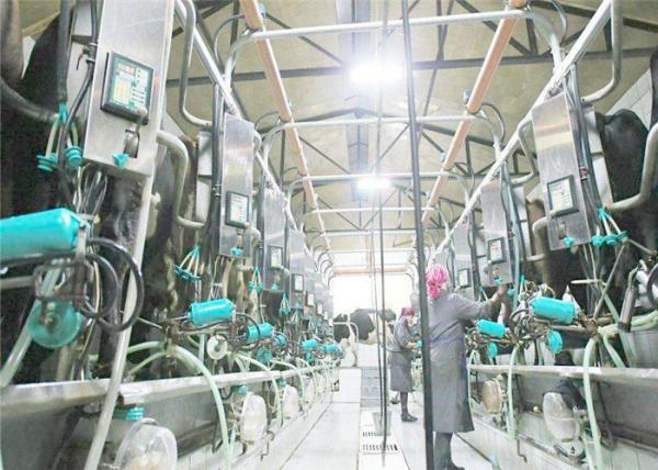 Quality Small Scale Milk Processing Plant / Yogurt Manufacturing Equipment KQ-1000L wholesale
