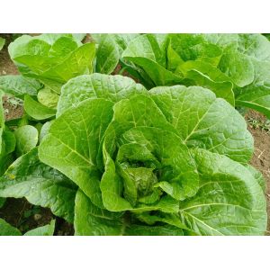 Cheap Natural Hue Big Size Dark Green Cabbage / Good Taste Small Green Cabbage for sale