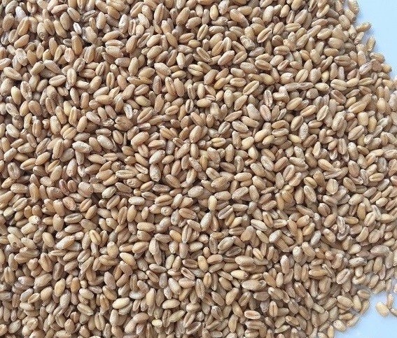 15 T H Chickpea Black Bean Wheat Colour Sorter Machine