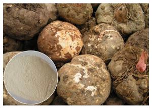 China Food Ingrediens  Konjac glucomanan powder pure soluble fiber Organic Konjac Root Extract Gum on sale