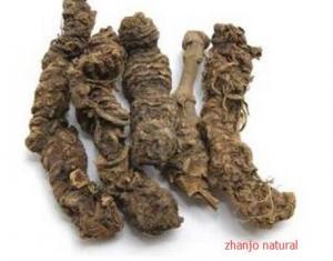 China Valeriana jatamansi Jones root Rhizome of Broadleaf Common Valeriana Zhi zhu xiang on sale