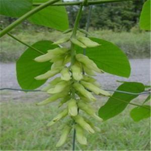 China Natural Mucuna pruriens extract for Levodopa 99% L-Dopa on sale