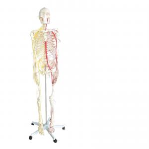 China All human skeleton model with neurovascular Life Size Skeleton with Spinal Nerves Muscle Insertion Human Skeleton Model on sale