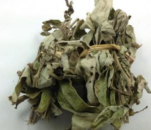 Cheap Sheepear Inula Herb from Inula cappa Buch Ham DC whole part or roots use as herbal medicine yang er ju for sale