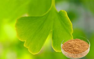 China GMP Standard Botanical Herbal Ginkgo Biloba Extract With Low Pesticide Residue on sale