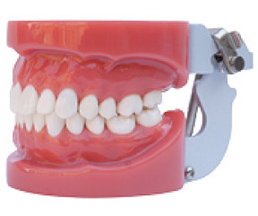 Standard Oral Dental tooth teaching model----A1