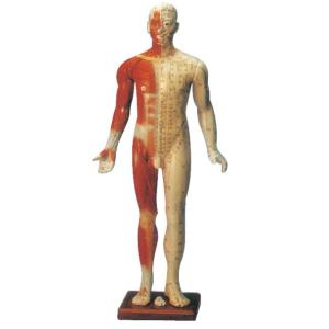 Cheap Male Training Manikin Acupuncture Point Model mannequin with Fourteen Channel for sale