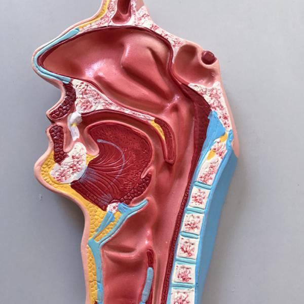 Human Digestive System Model Human Anatomy Model For Education Teaching