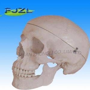 China Deluxe Life-Size Skull Style B/Human Skull Model/deluxe life-size skull style artificial human skleton model on sale