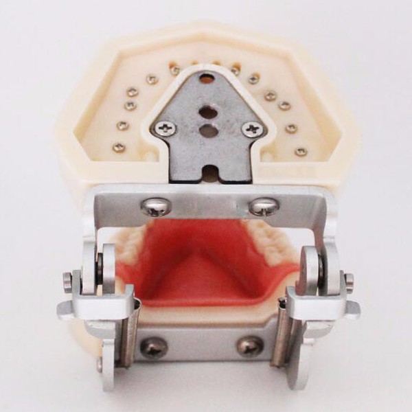 Replacement Teeth Typodont Model For Student Practice Nissin Teeth