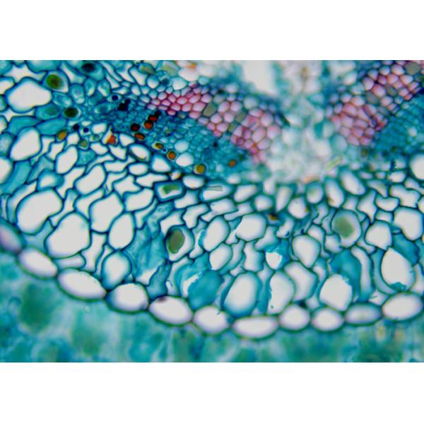 USB 3.0 CCD Camera Microscope Biological C Mount Microscope Camera