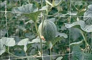 China Hdpe Anti UV Climbing Plant Support Netting For Vegetable Crop , Green on sale