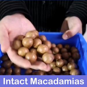 Cheap CE Certificates Macadamia Nut Sorting Machine 360 Degree Rotational 380V 8 Channles for sale