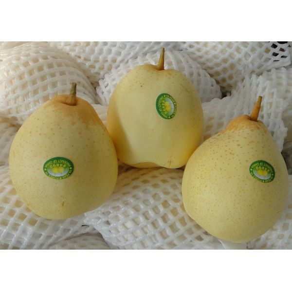 Fresh 200-300g Chinese Ya Pears Sweet Honey Like Flavor