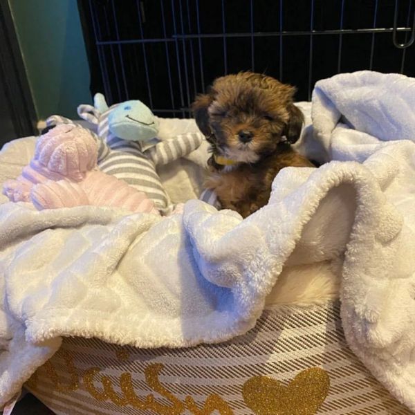 Cream Striped Snuggle Calming Dog Bed OEM ODM Covered Dog Bed Calming Dog Bed Dog Mattress Bed