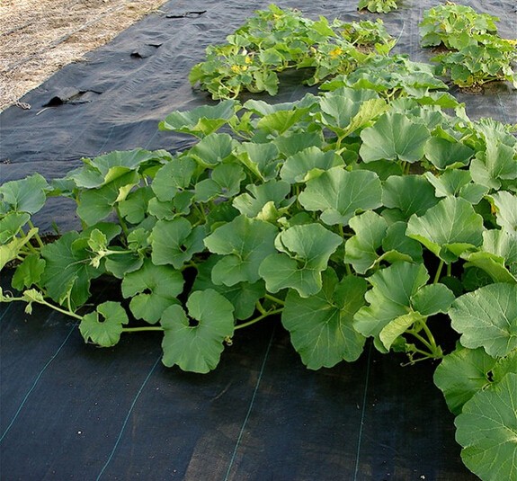 Wholesale Plastic Soft Flower Seeding Pot Nursery Pot