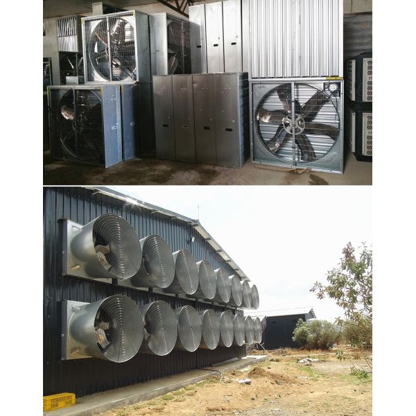 46000m3/H Chicken Farm Industrial Ventilation Fan 1270mm Poultry Control Shed System