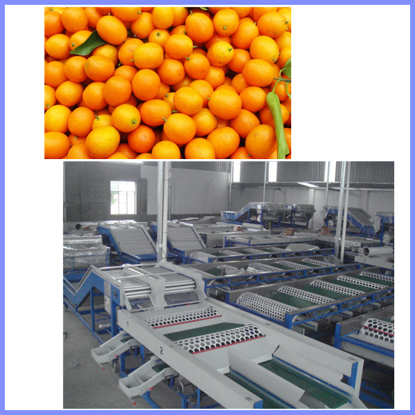 Nectarine cleaning and grading machine, nectarine cleaning sorting machine