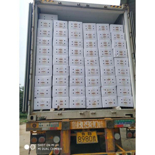 Stemless Dried Guajillo Chile Peppers Heb Block Shape Without Stem