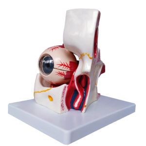 Cheap Hospital Teaching Medical Human Anatomy Eye Model With Orbit for sale